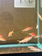GOLDEN DENISON BARBS (ROSELINE SHARK) 3.5-4 INCHES